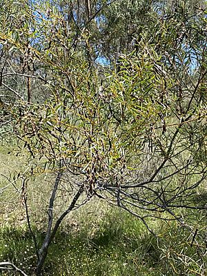 Acacia decora 01