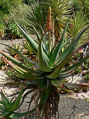 Aloe africana 1.jpg