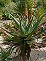 Aloe africana 1