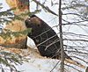 Castor canadensis