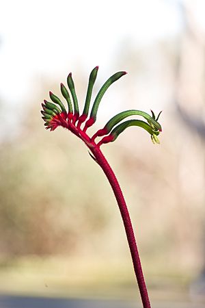 Anigozanthos manglesii gnangarra-1008