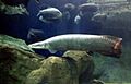 Arapaima Gigante