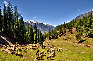 Atror, Swat KPK (Pakistan)