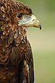 Bateleur Eagle