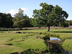 Beaulieu river at longwater lawn.jpg