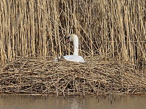 Birds of Sweden 2016 13