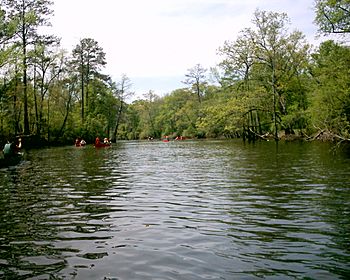 BlackwaterRiverCanoe4.jpg