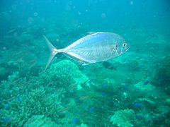 Blue trevally, Micronesia