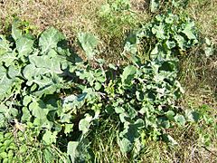 Brassica oleracea0.jpg