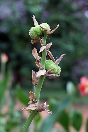 Canna fruits