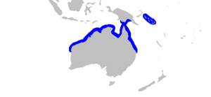 Carcharhinus cautus distmap.png