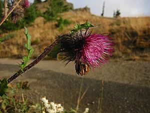 Cirsium edule 7396.jpg