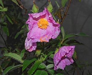 Cistus symphytifolius Rev.jpg