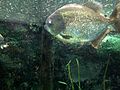 Colossoma macropomum at Colchester Zoo