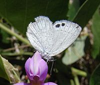 Common Dusky Blue