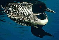 Common loon