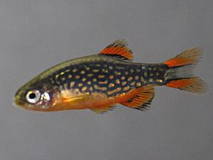 Danio Margaritatus malle (zoom).jpg