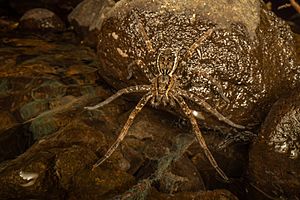 Dolomedes dondalei 99874901