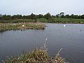 Doxey Marshes 2004