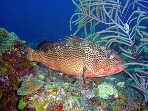 Epinephelus guttatus1.jpg