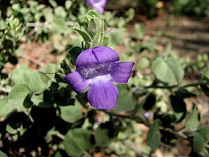 Eremophila strongylophylla.jpg