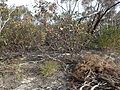 Eucalyptus cernua habit