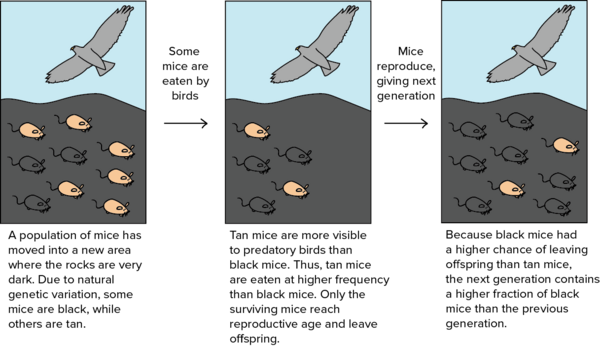 Evolution process