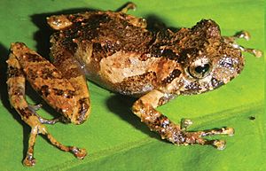 Female of Pristimantis ashaninka.jpg