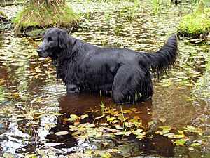 Flatcoated Retriever Image 001