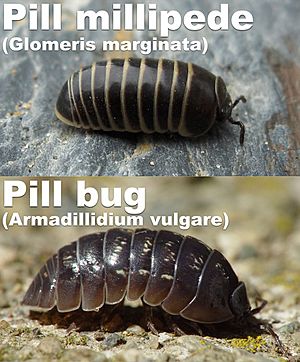 Glomeris vs Armidillidium