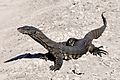 Goulds Sand Goanna SW WA