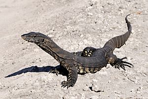 Goulds Sand Goanna SW WA