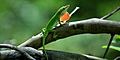 Green Anole (Anolis carolinensis) Polk Co. Texas. photo W. L. Farr