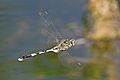 Green marsh hawk (Orthetrum sabina) in flight Rajasthan