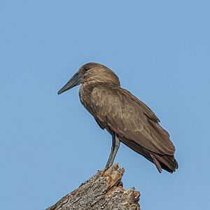 Hamerkop (Scopus umbretta umbretta) 2.jpg