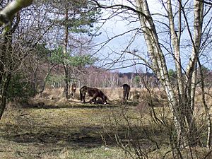 Heathland V Ponies