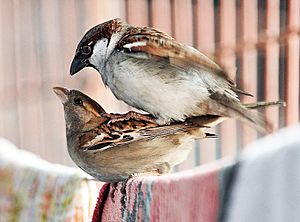 House Sparrows mating I IMG 0066