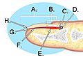 Human nail anatomy