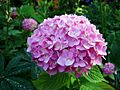 Hydrangeea