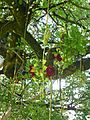 Kigelia Africana with fruits, Trinidad