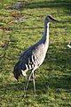 Lesser Sandhill