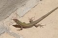 Maltese Wall Lizard (Gozo)