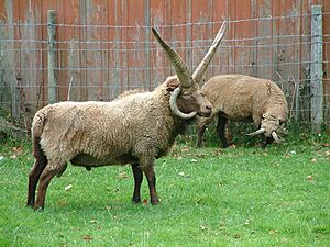 Manx loaghtan