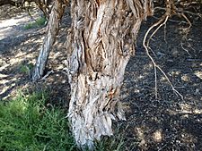 Melaleuca cardiophylla (bark)