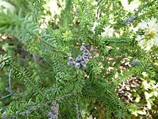 Melaleuca microphylla (fruits) 02