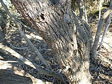 Melaleuca teuthioides (bark)