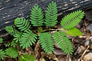 Mimosa quadrivalvis leaves