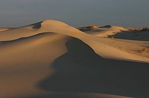 Monahans Sandhills at Sunrise.jpg