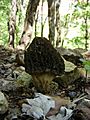 Morchella esculenta 6