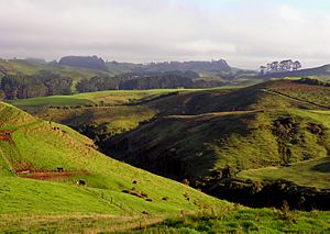 Near Eltham - Taranaki